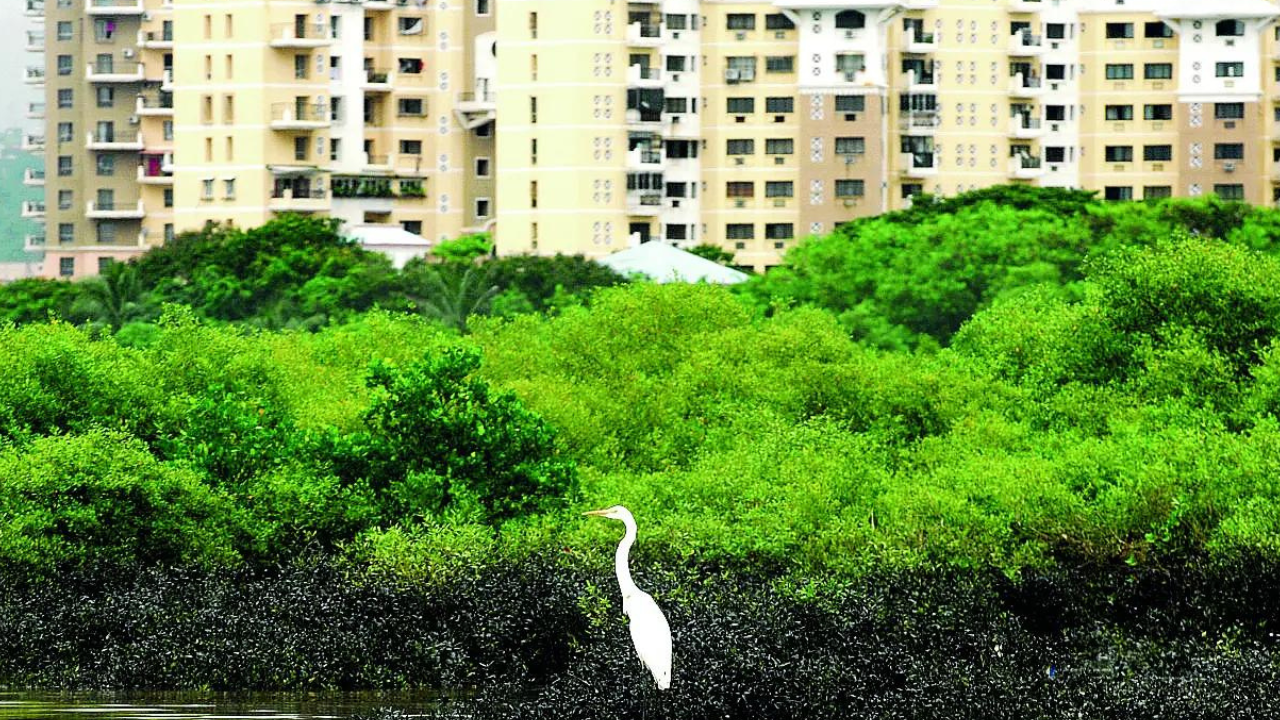 Mumbai residents show ‘will to pay’ for mangrove conservation